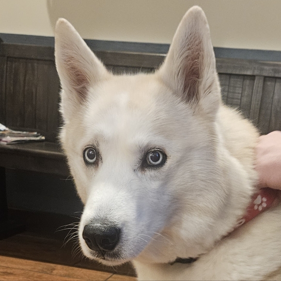 All Paws On Deck Show - Picture 3 of 15